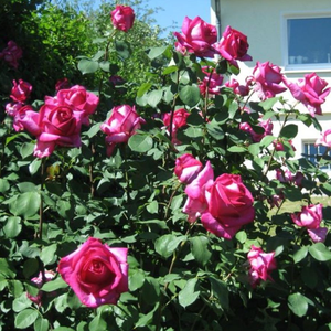 Дълбоко розов - Чайно хибридни рози 